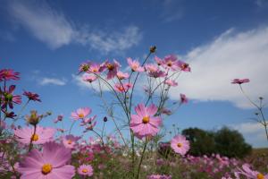 コスモス5