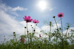 コスモス7