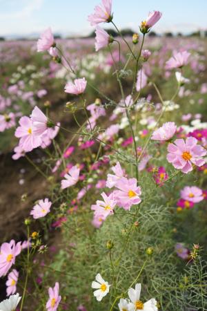 コスモス02