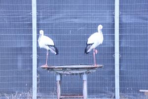 コウノトリの空と花