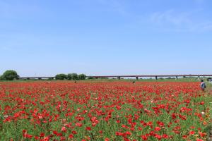 ポピー・ハッピースクエア