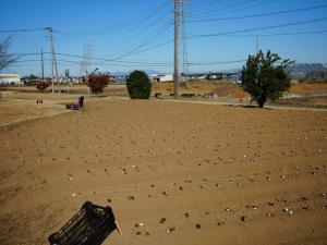 チューリップ球根植栽1