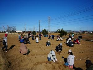 チューリップ球根植栽2