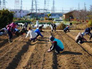 チューリップ球根植栽3