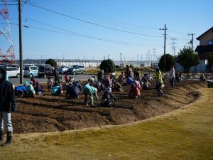 チューリップ球根植栽4