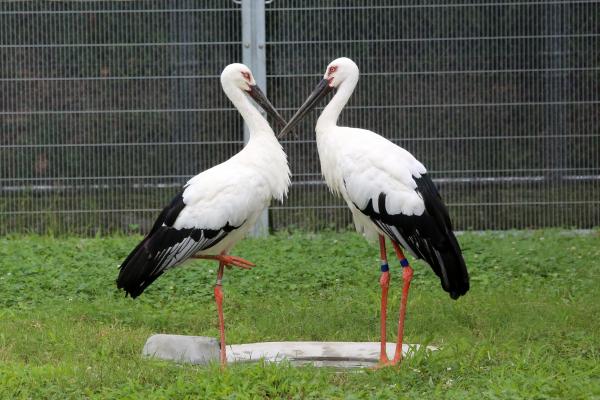 向かい合うコウノトリの空と花の写真