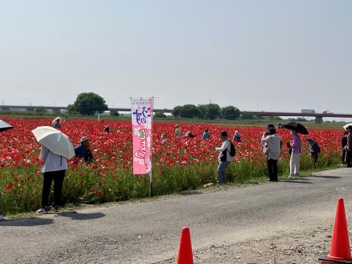 ポピー会場のようす