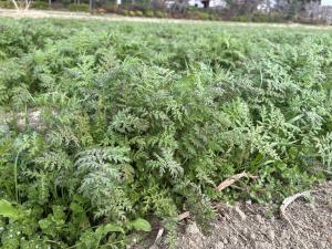 馬室ハゼリソウ1