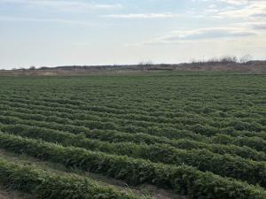 馬室ハゼリソウ2