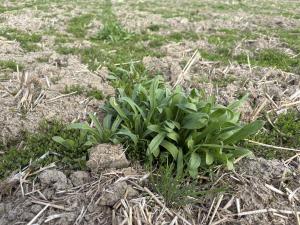 馬室麦なでしこ1