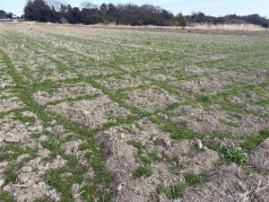 馬室麦なでしこ2