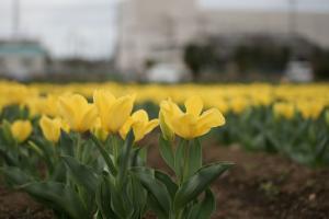 チューリップの画像1