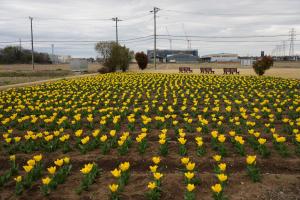 チューリップの画像2