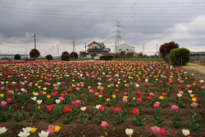 チューリップの画像3