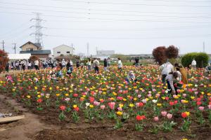 チューリップまつり1