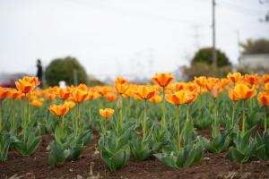 チューリップまつり2