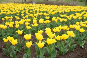 チューリップまつり3