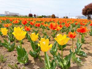 チューリップ1
