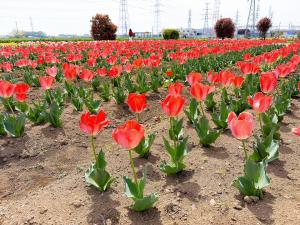 チューリップまつり2