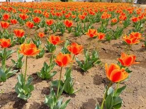 チューリップ3