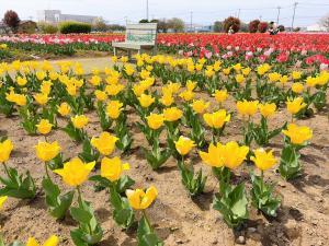 チューリップ4