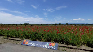 ポピーが咲く様子