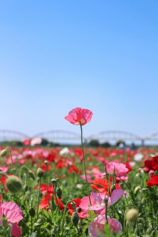 こうのす花まつり実行委員会長賞