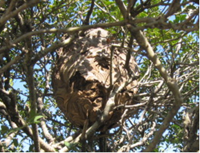 （写真）蜂の巣