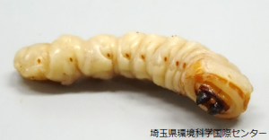 クビアカツヤカミキリの幼虫の画像