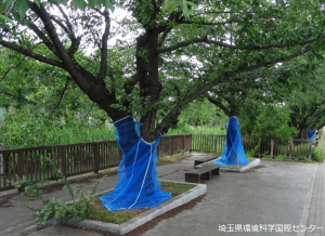 ネットを巻き付けた木の画像