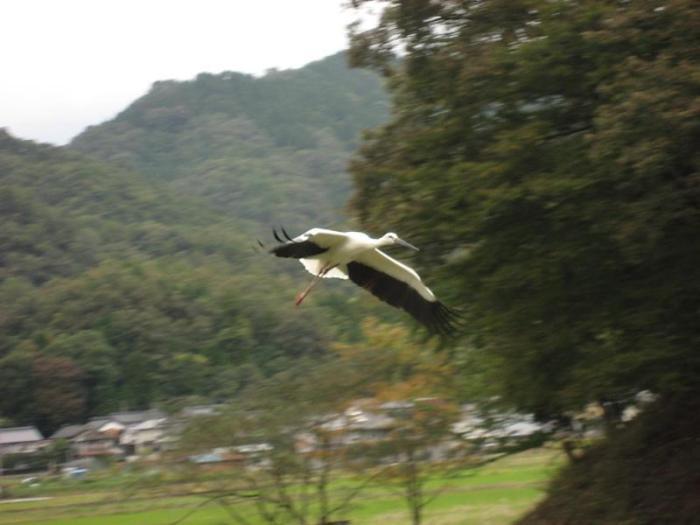 豊岡市の空を舞うコウノトリ