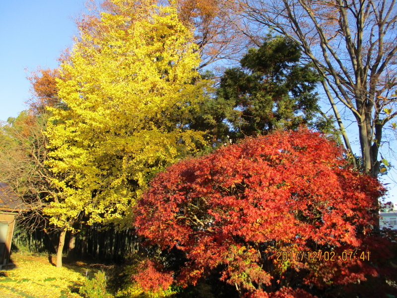 平賀庭の画像2