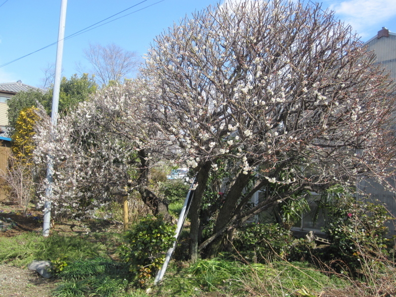 平賀庭の画像3