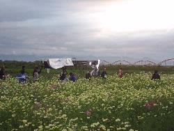 撮影場所：コスモスアリーナふきあげ周辺のコスモス畑の画像