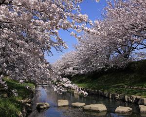 （写真）元荒川の桜並木