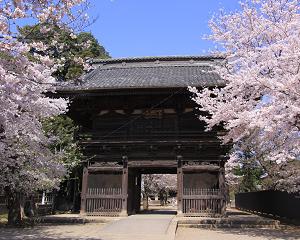  （写真）勝願寺と鴻巣公園の桜並木
