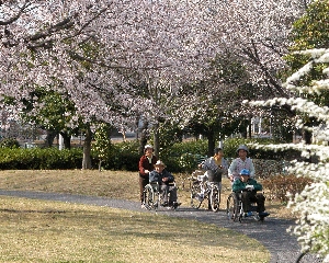 （写真）あかぎ公園の桜