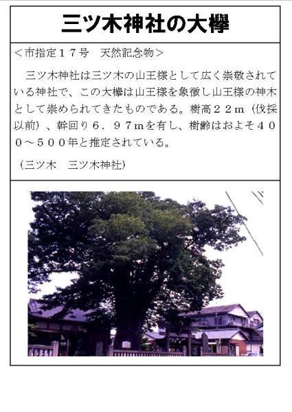 三ツ木神社の大欅の説明画像