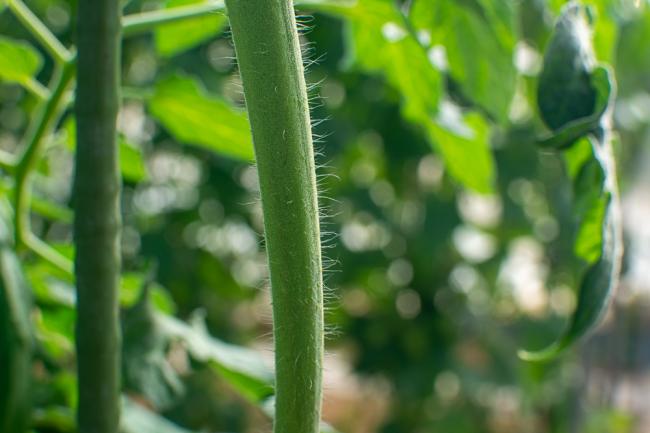産毛の生えたトマトの茎の写真