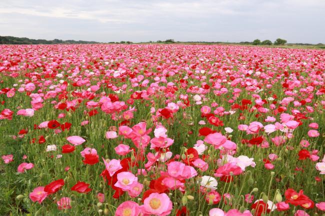 ピンク色のポピーが咲くポピー畑の写真