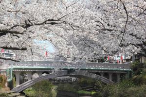 吹上元荒川の桜