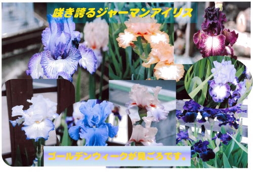 ９３　早川庭の画像２