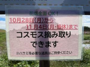 吹上コスモス畑2024年10月30日⑥