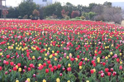 チューリップ球根植栽②