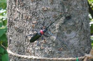 クビアカツヤカミキリ