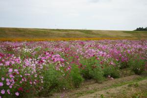 cosmos1