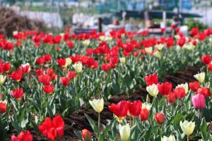 チューリップまつり1