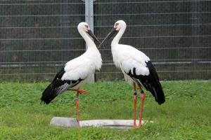 向かい合うコウノトリの空と花の写真