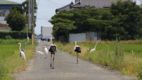 コウノトリ2