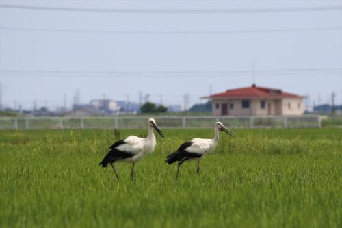 コウノトリ3